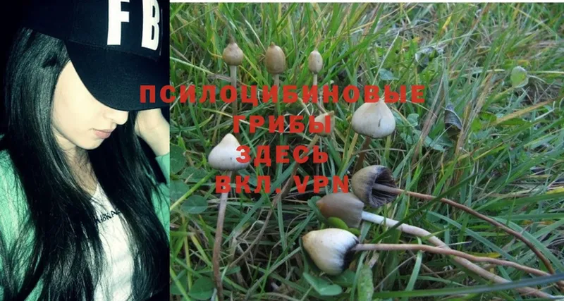 Галлюциногенные грибы MAGIC MUSHROOMS  даркнет какой сайт  Апшеронск  продажа наркотиков 